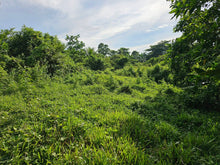 Load image into Gallery viewer, 🌾 Lot for Sale in Remedios, Danao, Bohol – 10,000 sqm | ₱1,700,000 (Slightly Negotiable)