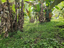 Load image into Gallery viewer, 🌾 Lot for Sale in Remedios, Danao, Bohol – 10,000 sqm | ₱1,700,000 (Slightly Negotiable)