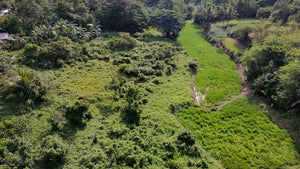 🌾 Lot for Sale in Remedios, Danao, Bohol – 10,000 sqm | ₱1,700,000 (Slightly Negotiable)