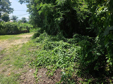 Load image into Gallery viewer, 🏡 Residential Lot for Sale in Taloto, Tagbilaran City – 500 sqm | Clean Title