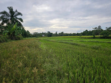 Load image into Gallery viewer, Bohol ricefield lot for sale in Ubay Bohol