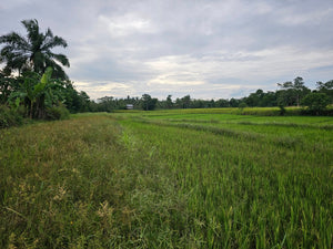 Bohol ricefield lot for sale in Ubay Bohol