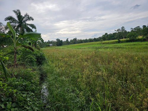 Bohol ricefield lot for sale in Ubay Bohol
