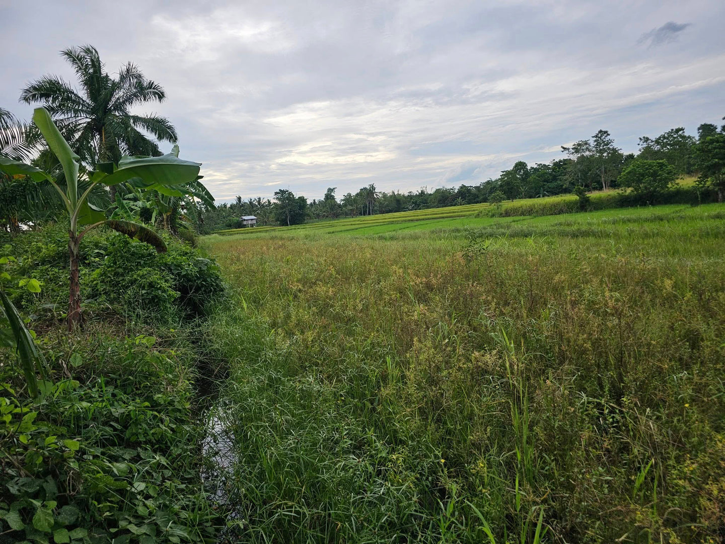 Bohol ricefield lot for sale in Ubay Bohol