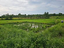 Load image into Gallery viewer, Bohol ricefield lot for sale in Ubay Bohol
