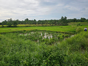 Bohol ricefield lot for sale in Ubay Bohol