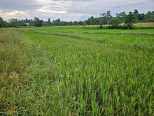 Load image into Gallery viewer, Bohol ricefield lot for sale in Ubay Bohol