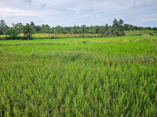 Load image into Gallery viewer, Bohol ricefield lot for sale in Ubay Bohol