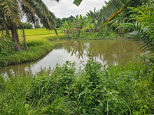 Load image into Gallery viewer, Bohol ricefield lot for sale in Ubay Bohol