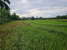 Load image into Gallery viewer, Bohol ricefield lot for sale in Ubay Bohol