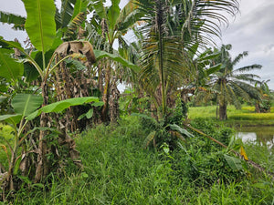 Bohol ricefield lot for sale in Ubay Bohol