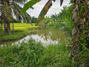Bohol ricefield lot for sale in Ubay Bohol