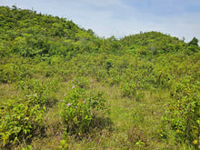 Load image into Gallery viewer, Bohol lot for sale in Balilihan Bohol Philippines near Tagbilaran City expandable up to 5 hectares