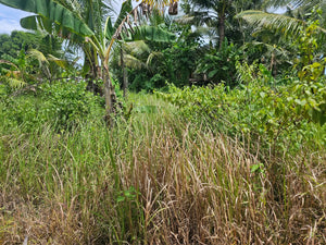 Bohol lot for sale with irrigated ricefield and upland in Ubay Bohol