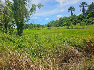 Bohol lot for sale with irrigated ricefield and upland in Ubay Bohol