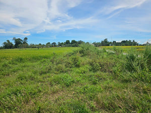 Bohol irrigated ricefield for sale in Ubay Bohol
