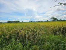 Load image into Gallery viewer, Bohol irrigated ricefield for sale in Ubay Bohol