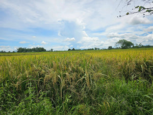 Bohol irrigated ricefield for sale in Ubay Bohol