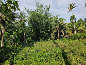 Bohol lot for sale at President Carlos P. Garcia Bohol also known as Pitogo Island