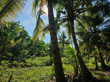 Load image into Gallery viewer, Bohol lot for sale at President Carlos P. Garcia Bohol also known as Pitogo Island