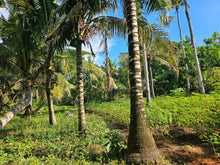 Load image into Gallery viewer, Bohol lot for sale at President Carlos P. Garcia Bohol also known as Pitogo Island