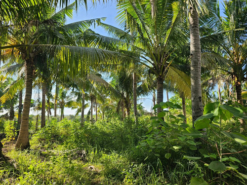 Bohol lot for sale at President Carlos P. Garcia Bohol also known as Pitogo Island