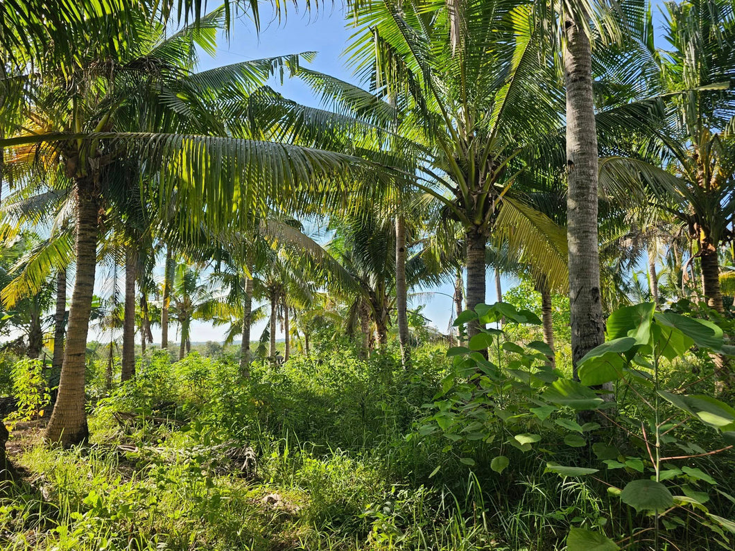 Bohol lot for sale at President Carlos P. Garcia Bohol also known as Pitogo Island