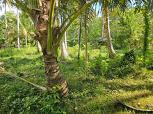 Load image into Gallery viewer, Bohol lot for sale at President Carlos P. Garcia Bohol also known as Pitogo Island