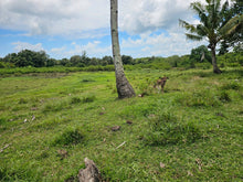 Load image into Gallery viewer, Bohol lot for sale at President Carlos P. Garcia Bohol also known as Pitogo Island