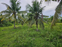 Load image into Gallery viewer, Bohol lot for sale 4,400 sqm clean title in Mariveles Dauis, Bohol , Panglao Island 2,000/sqm