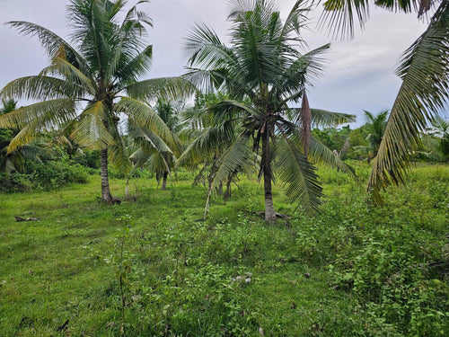 Bohol lot for sale 4,400 sqm clean title in Mariveles Dauis, Bohol , Panglao Island 2,000/sqm