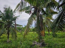 Load image into Gallery viewer, Bohol lot for sale 4,400 sqm clean title in Mariveles Dauis, Bohol , Panglao Island 2,000/sqm