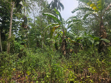 Load image into Gallery viewer, Peaceful farm property with residential house, farm house and coconut trees in Talibon Bohol