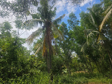 Load image into Gallery viewer, Peaceful farm property with residential house, farm house and coconut trees in Talibon Bohol