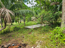 Load image into Gallery viewer, Peaceful farm property with residential house, farm house and coconut trees in Talibon Bohol