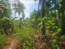 Load image into Gallery viewer, Peaceful farm property with residential house, farm house and coconut trees in Talibon Bohol