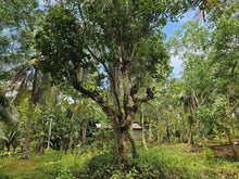 Load image into Gallery viewer, Peaceful farm property with residential house, farm house and coconut trees in Talibon Bohol