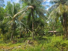 Load image into Gallery viewer, Peaceful farm property with residential house, farm house and coconut trees in Talibon Bohol