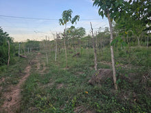 Load image into Gallery viewer, 70,558 sqm Clean Title flat land/Lot for Sale – Mahagbu, Trinidad, Bohol