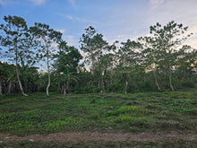 Load image into Gallery viewer, 70,558 sqm Clean Title flat land/Lot for Sale – Mahagbu, Trinidad, Bohol