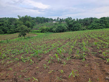 Load image into Gallery viewer, 1.3 hectares clean title overlooking lot for sale 1.5m net