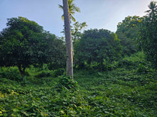 Load image into Gallery viewer, 5,990 sqm clean title for sale in Bosongon Tubigon Bohol Philippines