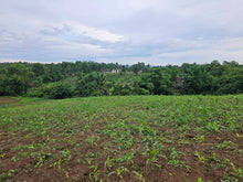 Load image into Gallery viewer, 1.3 hectares clean title overlooking lot for sale 1.5m net