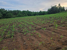 Load image into Gallery viewer, 1.3 hectares clean title overlooking lot for sale 1.5m net