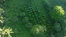 Load image into Gallery viewer, 5,990 sqm clean title for sale in Bosongon Tubigon Bohol Philippines