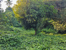 Load image into Gallery viewer, 5,990 sqm clean title for sale in Bosongon Tubigon Bohol Philippines