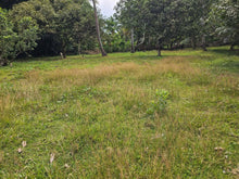 Load image into Gallery viewer, 2,238 sqm clean title for sale walking distance to white sand beaches in Anda Bohol
