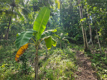 Load image into Gallery viewer, 1,322 sqm for sale along Provincial Road in Anda Bohol Philippines 1,000,000 only