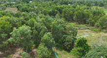 Load image into Gallery viewer, 2.7 hectares clean title for sale with mango trees, ricefields, lemon near highway in Ubay Bohol 300/sqm