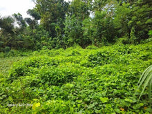 Load image into Gallery viewer, 5,370 sqm clean title for sale in Ilihan Tubigon Bohol Philippines 1.5m